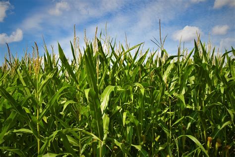phild corn|corn field pictures free.